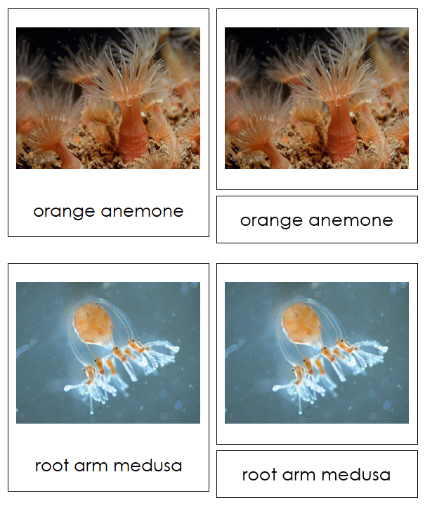 Cnidaria Animal Cards - Montessori Print Shop Digital Download