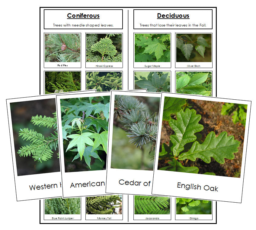Coniferous or Deciduous Tree Sorting - Montessori Print Shop Digital Download