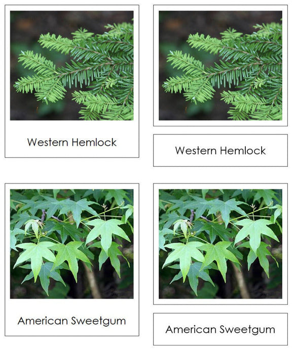 Coniferous or Deciduous Tree Sorting - Montessori Print Shop Digital Download