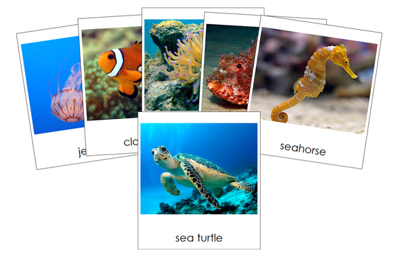 Types of Coral Reef Animals 3-Part Cards - Montessori Print Shop Digital Download