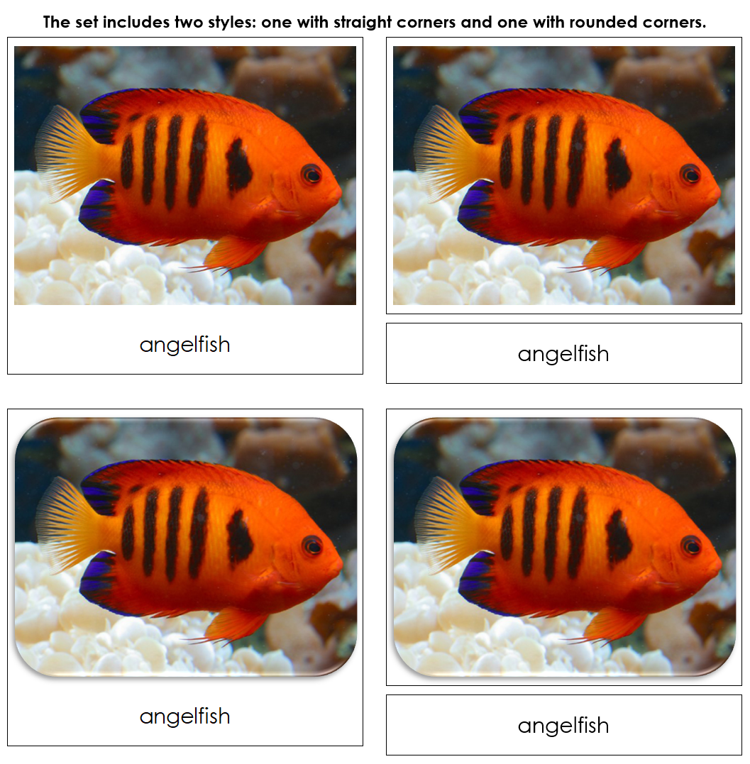 Coral Reef Safari Toob Cards - Montessori Print Shop Digital Download