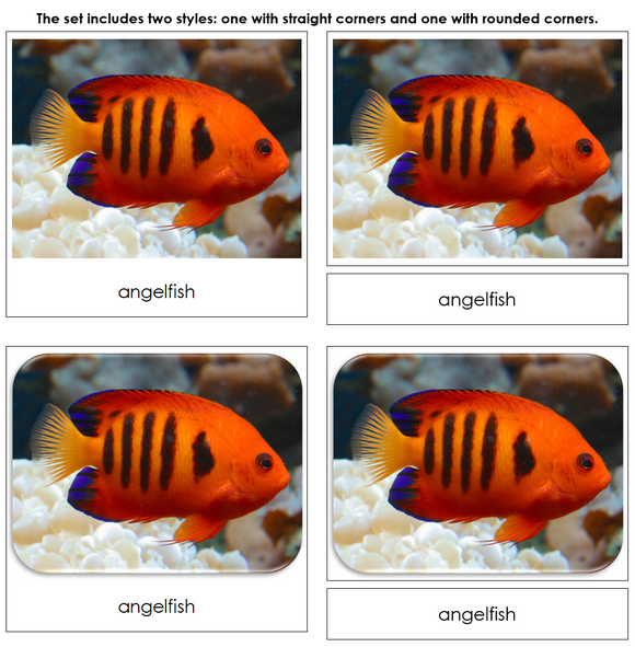 Coral Reef Safari Toob Cards - Montessori Print Shop Digital Download