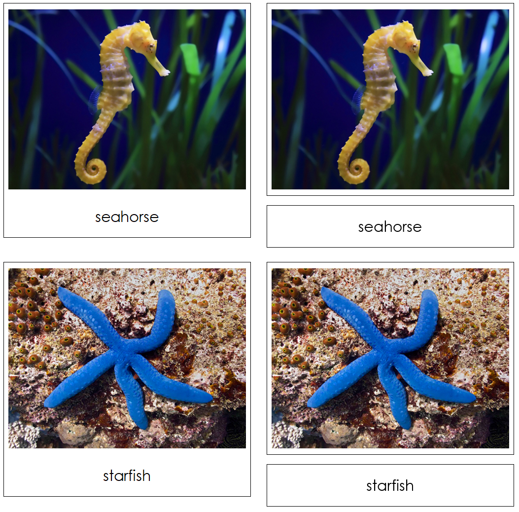 Coral Reef Safari Toob Cards - Montessori Print Shop Digital Download