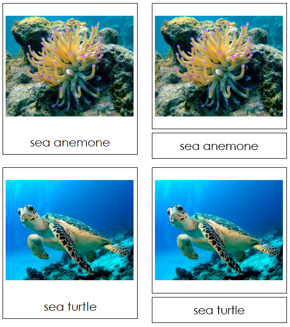 Coral Reef Animals 3-part cards - Montessori Classified Cards - Montessori Print Shop Digital Download