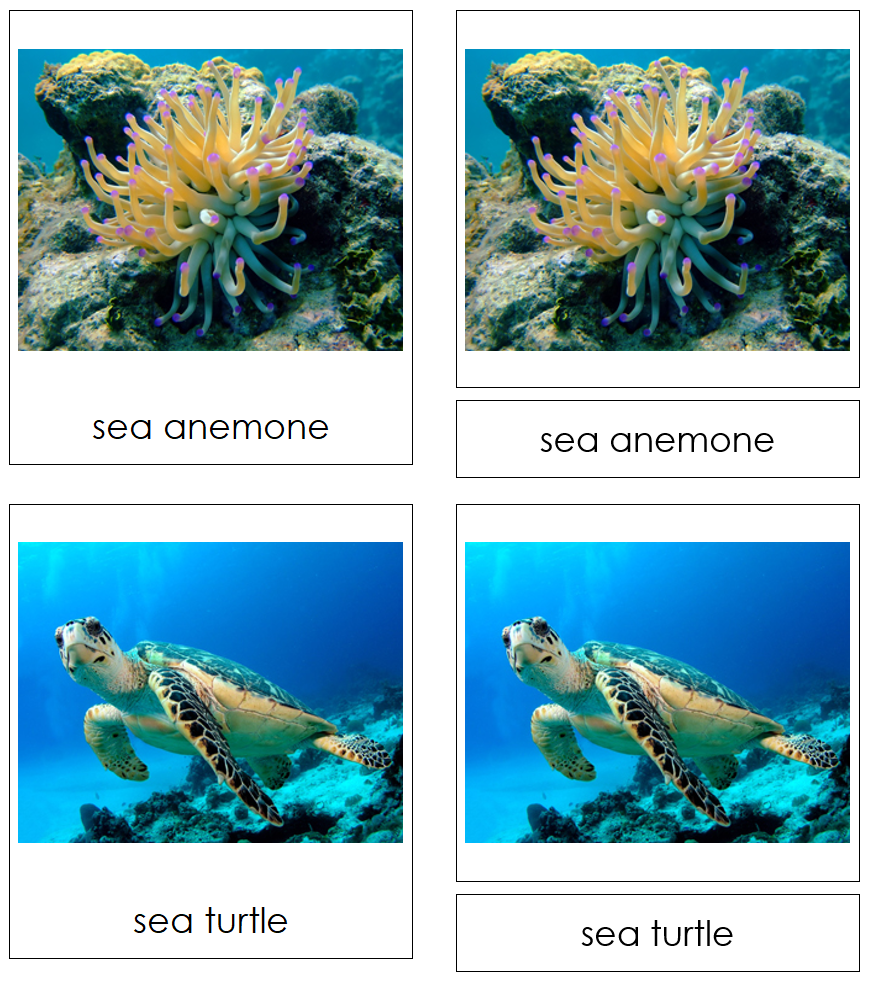 Types of Coral Reef Animals 3-Part Cards - Montessori Print Shop Digital Download