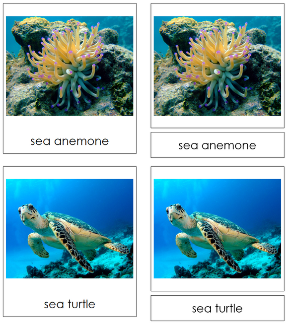 Types of Coral Reef Animals 3-Part Cards - Montessori Print Shop Digital Download