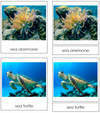 Coral Reef Animals - Montessori Print Shop