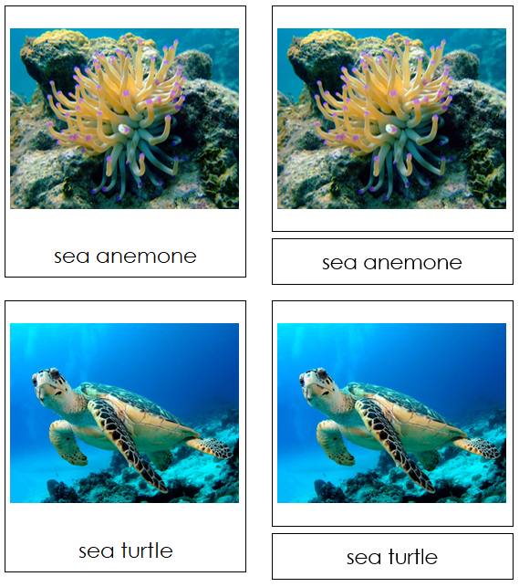 Coral Reef Animals - Montessori Print Shop