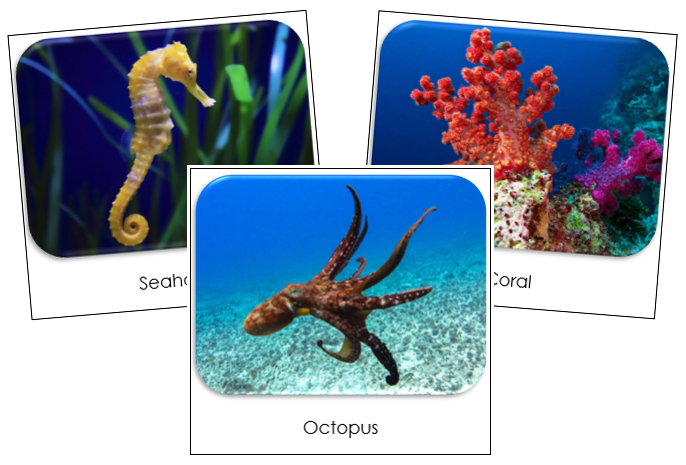 Coral Reef Safari Toob Cards - Montessori Print Shop