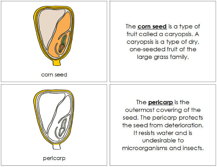 Parts of a Corn Seed Nomenclature Book - Montessori Print Shop Digital Download