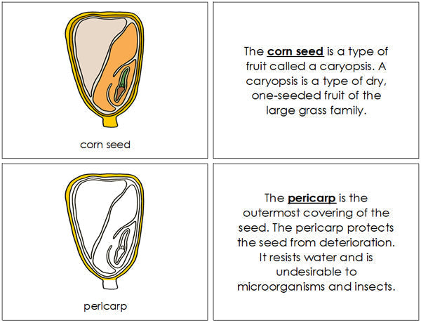 Corn Seed Nomenclature Book - Montessori Print Shop Digital Download
