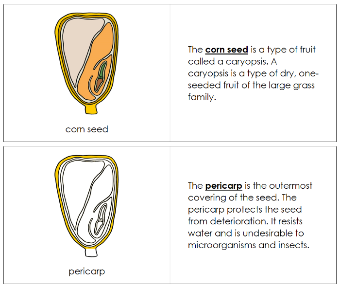 Corn Seed Nomenclature Book - Montessori Print Shop Digital Download