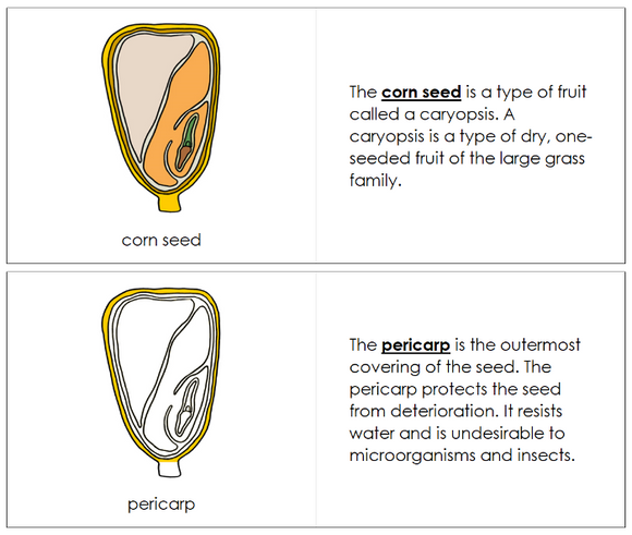 Corn Seed Nomenclature Book - Montessori Print Shop Digital Download