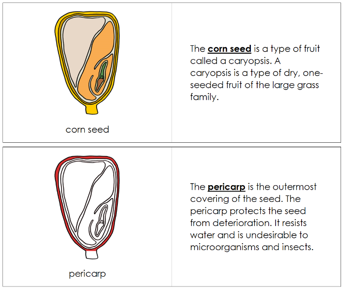 Parts of a Corn Seed Nomenclature Book (Red) - Montessori Print Shop Digital Download