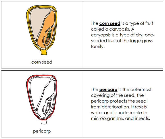 Parts of a Corn Seed Nomenclature Book (Red) - Montessori Print Shop Digital Download