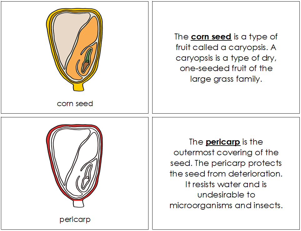 Parts of a Corn Seed Nomenclature Book (red) - Montessori Print Shop Digital Download