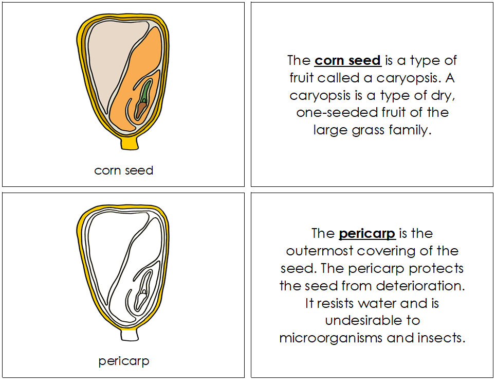 Parts of a Corn Seed Nomenclature Book - Montessori Print Shop Digital Download