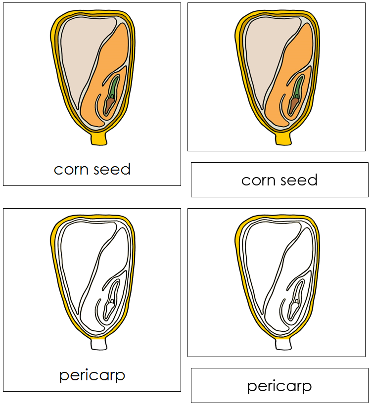 Corn Seed Nomenclature Cards - Montessori Print Shop Digital Download