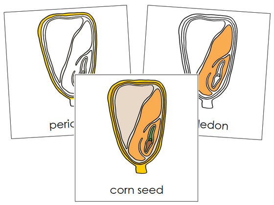 Corn Seed Nomenclature Cards - Montessori Print Shop