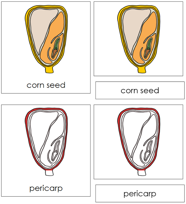 Corn Seed Nomenclature 3-Part Cards (Red) - Montessori Print Shop Digital Download