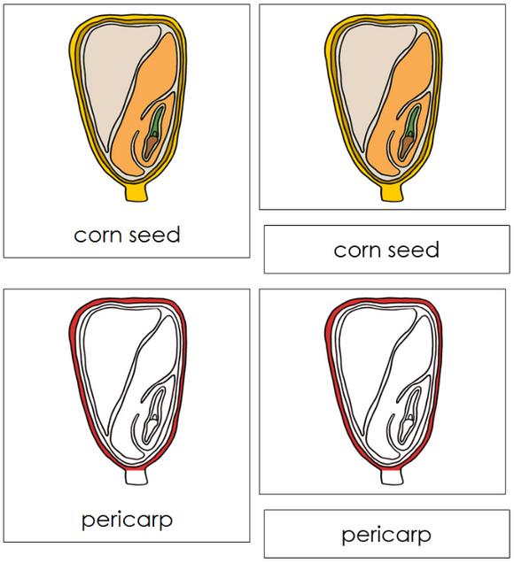 Corn Seed Nomenclature Cards (Red) - Montessori Print Shop Digital Download