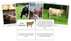 Cow Fast Facts & Pictures - Montessori Print Shop