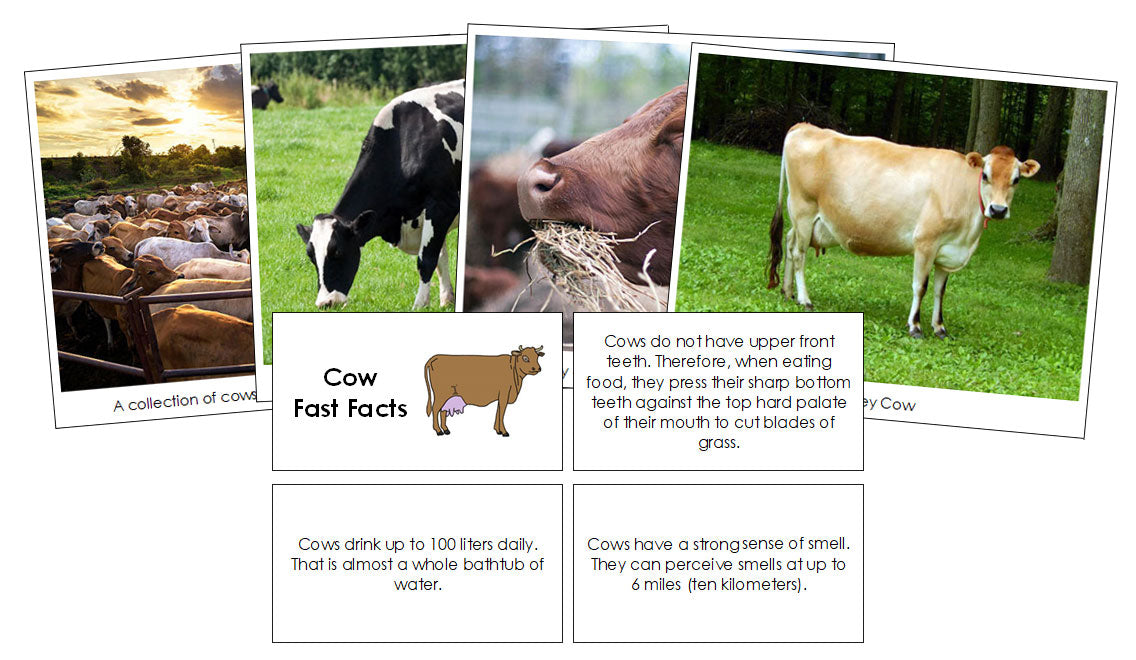 Cow Fast Facts & Pictures - Montessori Print Shop Digital Download