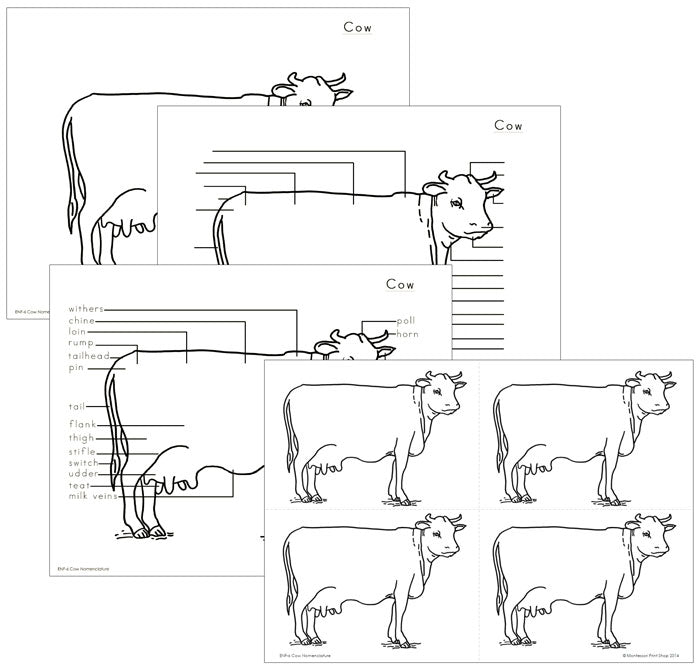 Elementary Cow Nomenclature - Montessori Print Shop Digital Download
