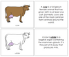 Cow Nomenclature - Book