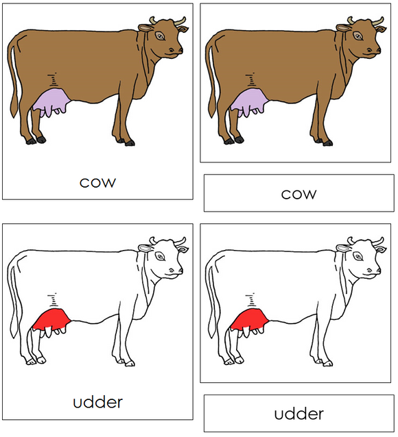 Cow Nomenclature Cards (red) - Montessori Print Shop