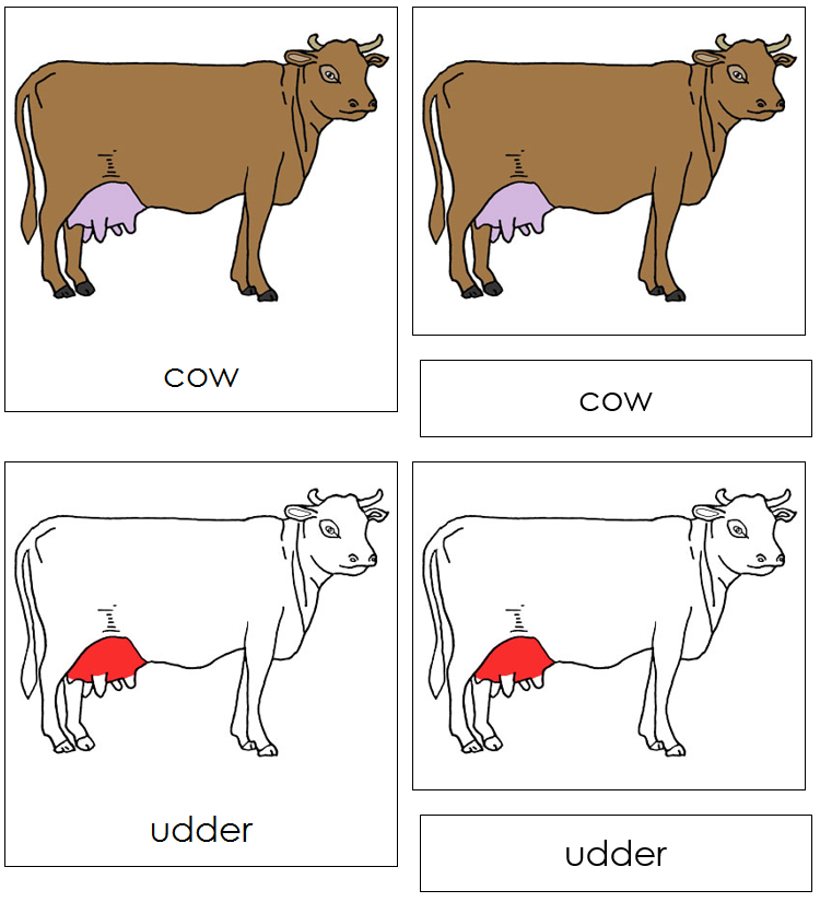 Cow Nomenclature 3-Part Cards (red) - Montessori Print Shop