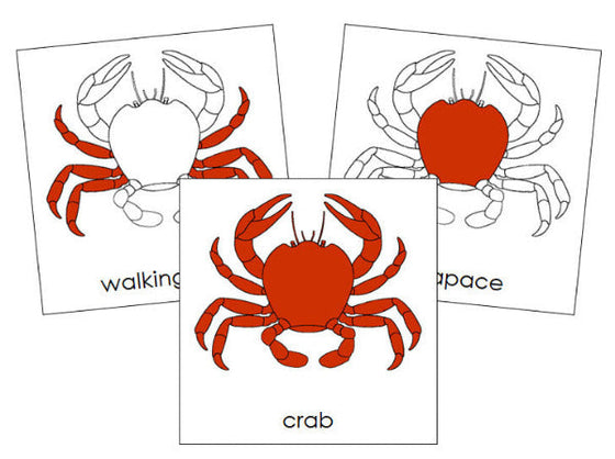 Parts of a Crab Nomenclature Cards - Montessori Print Shop Digital Download 