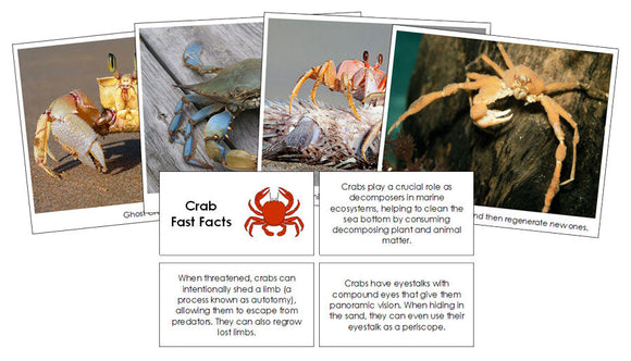 Crab Fast Facts & Pictures - Montessori Print Shop Digital Download 
