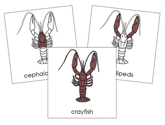 Parts of a Crayfish Nomenclature 3-Part Cards - Montessori Print Shop Digital Download