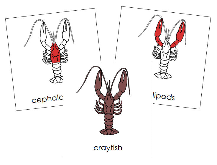 Crayfish Nomenclature Cards (red) - Montessori Print Shop Digital Download