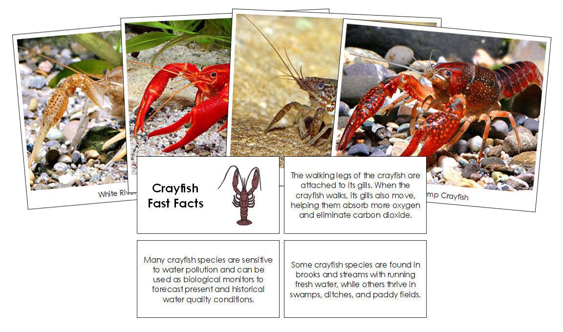 Crayfish Fast Facts & Pictures - Montessori Print Shop Digital Download