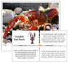 Crayfish Fast Facts & Pictures - Montessori Print Shop