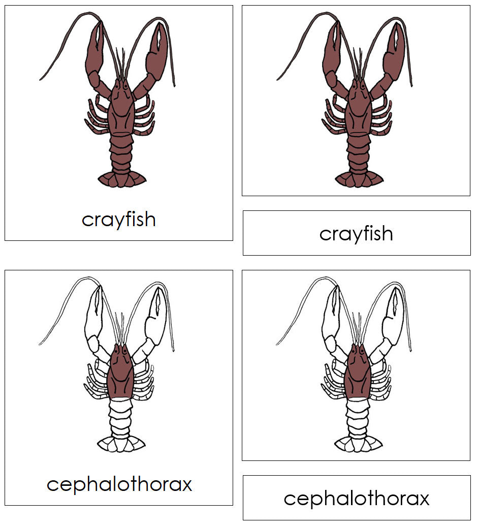 Parts of a Crayfish Nomenclature 3-Part Cards - Montessori Print Shop Digital Download