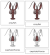 Crayfish Nomenclature 3-Part Cards - Montessori Print Shop