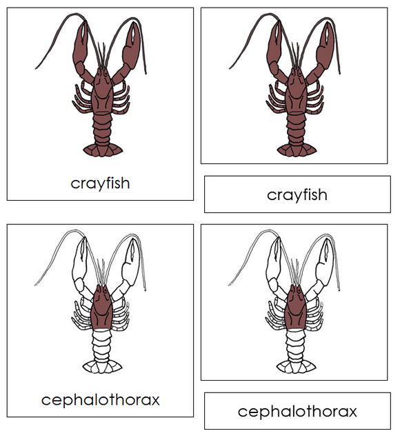 Crayfish Nomenclature Cards - Montessori Print Shop