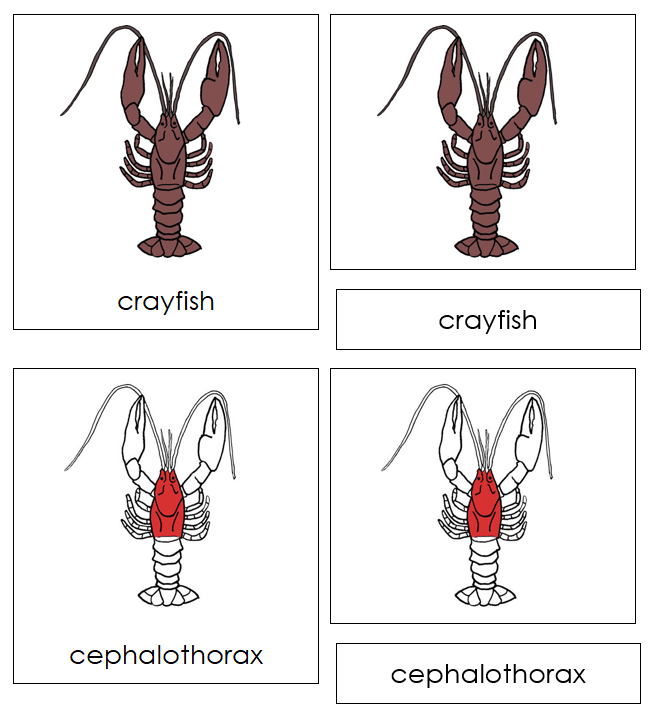 Crayfish Nomenclature 3-Part Cards (red) - Montessori Print Shop Digital Download