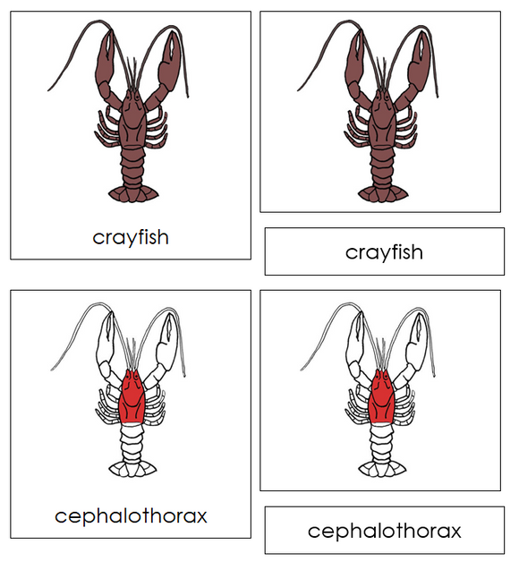 Crayfish Nomenclature Cards (red) - Montessori Print Shop Digital Download