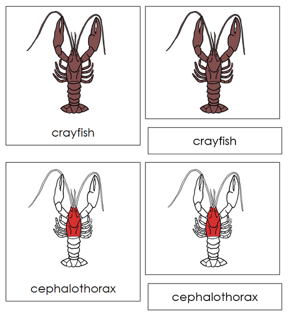 Crayfish Nomenclature Cards (red) - Montessori Print Shop