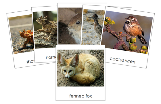 Types of Desert Animals 3-Part Cards - Montessori Print Shop Digital Download