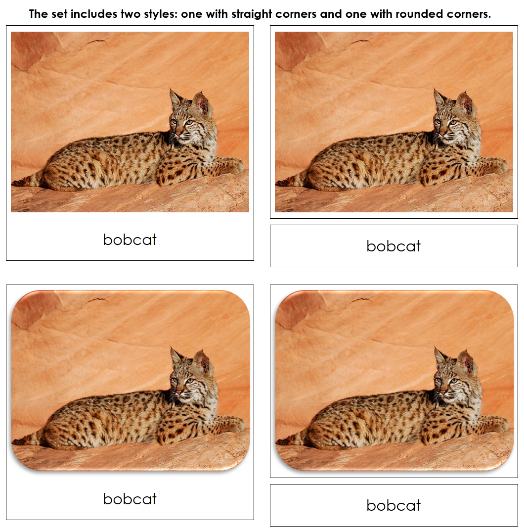 Desert Safari Toob Cards - Montessori Print Shop Digital Download