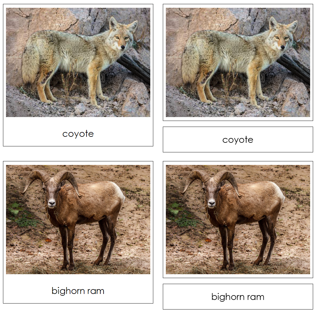 Desert Safari Toob Cards - Montessori Print Shop Digital Download