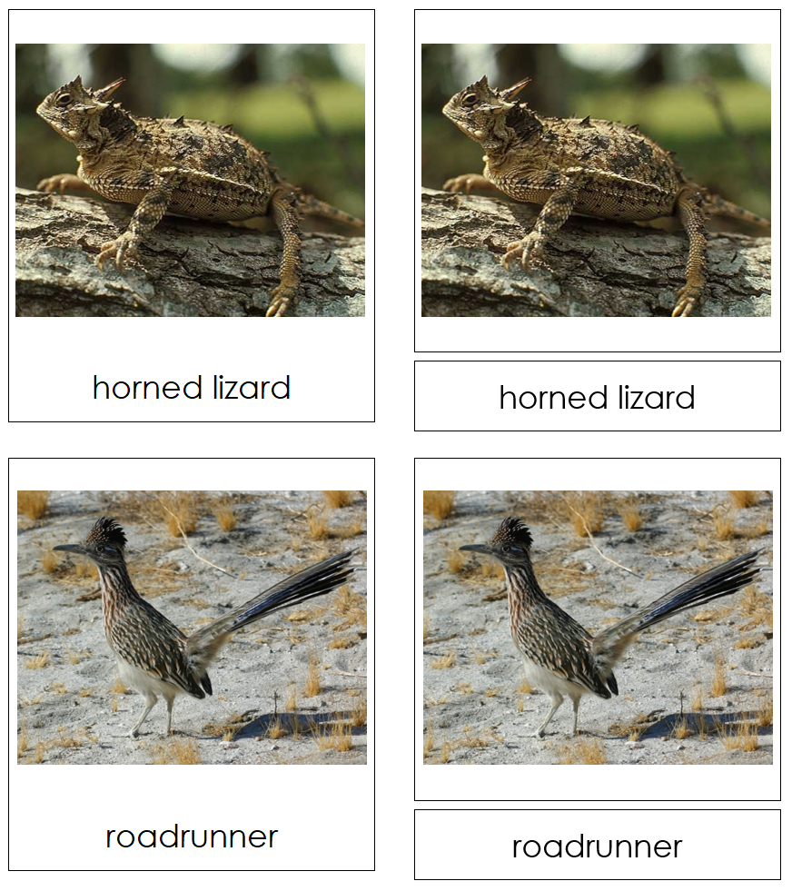 Types of Desert Animals 3-Part Cards - Montessori Print Shop Digital Download
