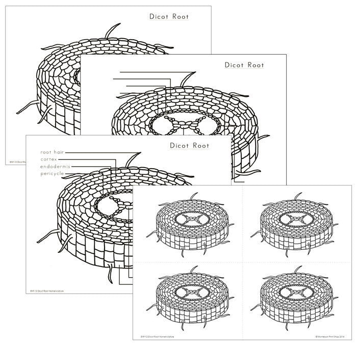 Elementary Dicot Root Nomenclature - Montessori Print Shop