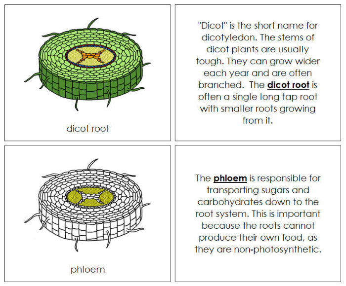 Parts of a Dicot Root Nomenclature Book - Montessori Print Shop Digital Download