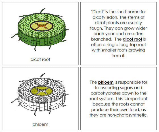 Parts of a Dicot Root Nomenclature Book - Montessori Print Shop